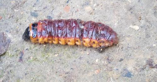 Réf. 228 379 : Cossus cossus